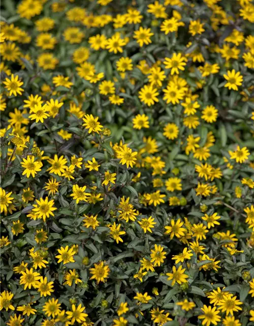 Sanvitalia procumbens