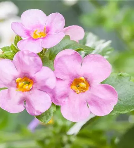 Sutera grandiflora, rosa