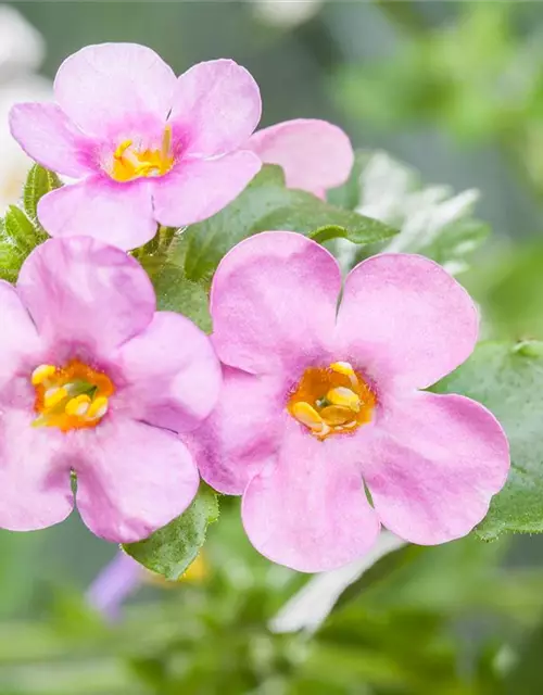 Sutera grandiflora, rosa