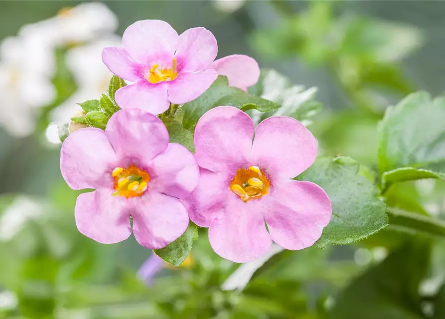 Sutera grandiflora, rosa