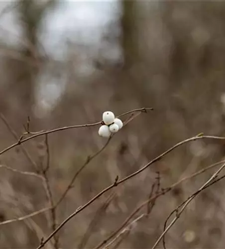 Symphoricarpos albus