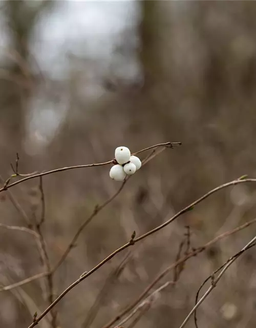 Symphoricarpos albus