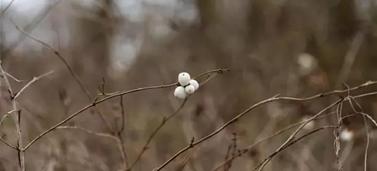 Symphoricarpos albus