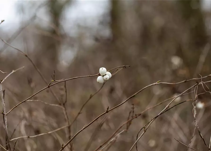 Symphoricarpos albus