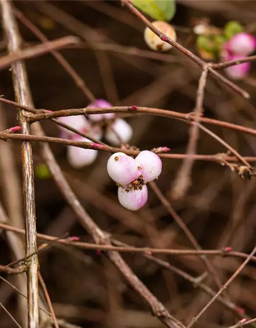 Symphoricarpos albus