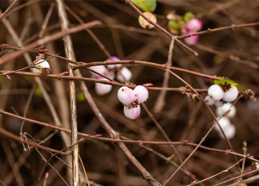 Symphoricarpos albus