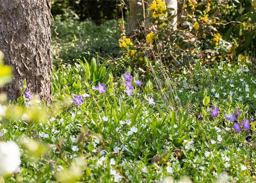 Vinca minor, weiß