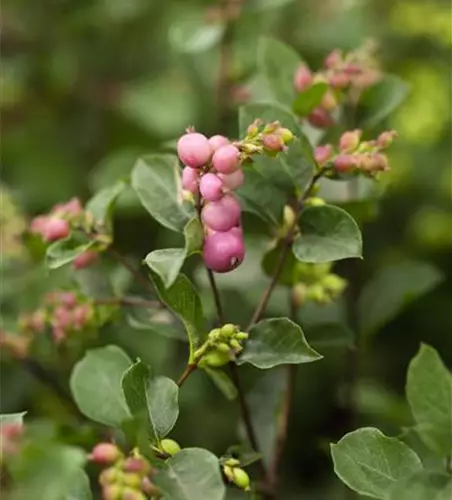 Symphoricarpos x doorenbosii