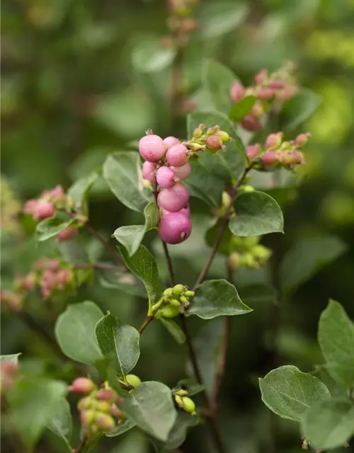 Symphoricarpos x doorenbosii