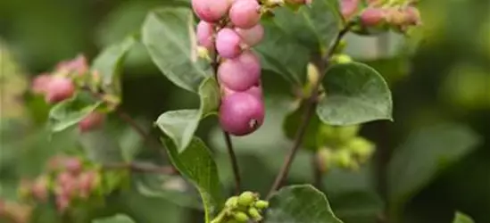 Symphoricarpos x doorenbosii