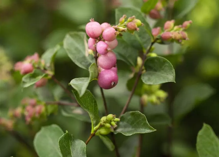 Symphoricarpos x doorenbosii