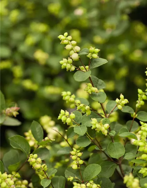 Symphoricarpos x doorenbosii