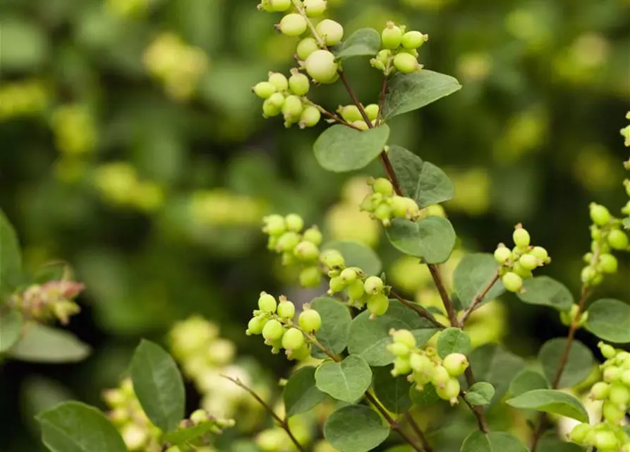 Symphoricarpos x doorenbosii