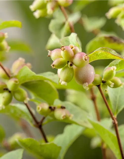 Symphoricarpos x doorenbosii