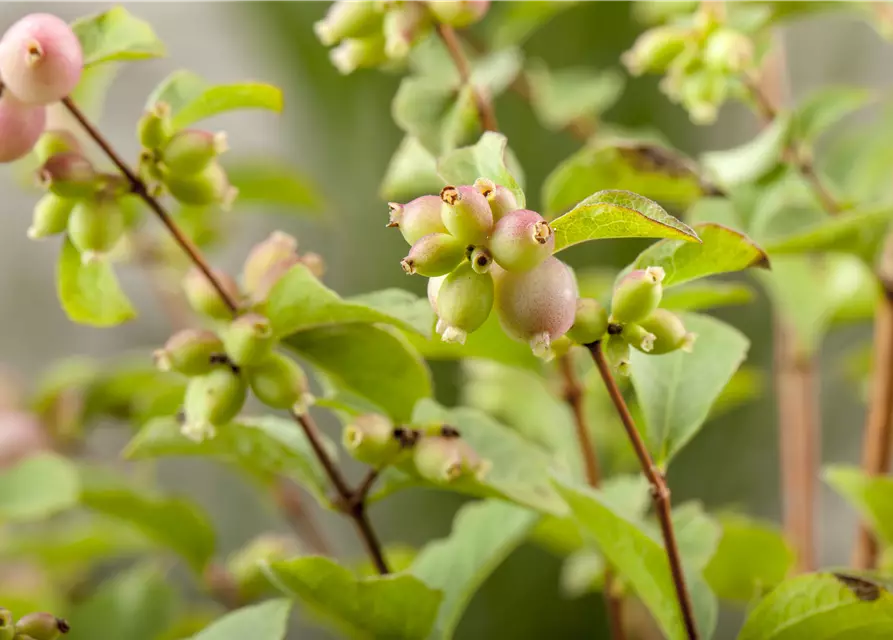 Symphoricarpos x doorenbosii