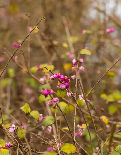 Symphoricarpos x doorenbosii