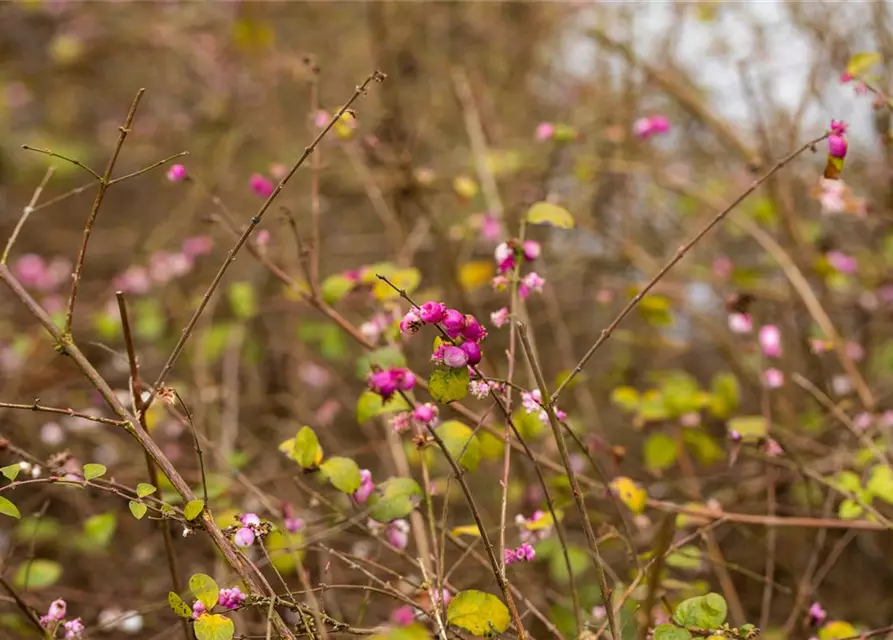 Symphoricarpos x doorenbosii