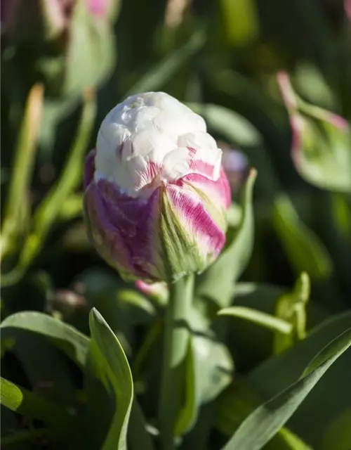 Tulpe 'Ice Cream'