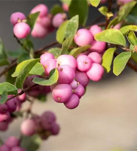 Symphoricarpos x doorenbosii 'Mother of Pearl'