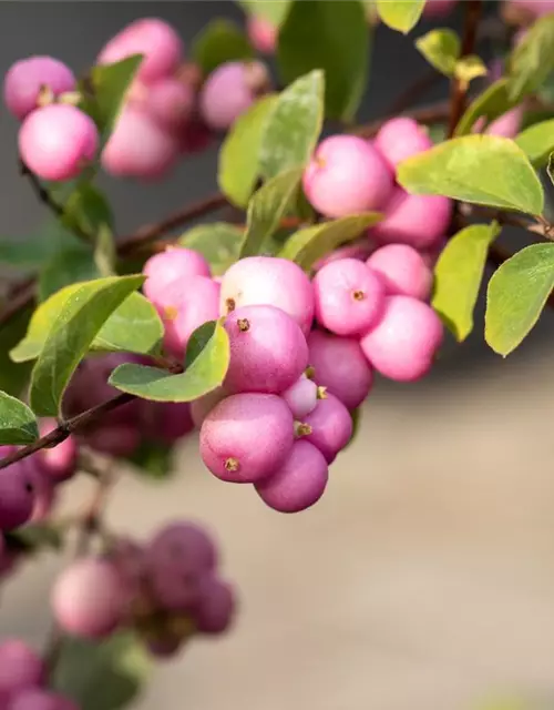 Symphoricarpos x doorenbosii 'Mother of Pearl'