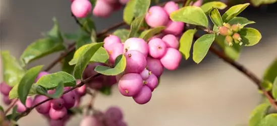 Symphoricarpos x doorenbosii 'Mother of Pearl'