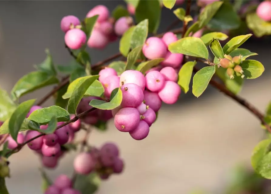 Symphoricarpos x doorenbosii 'Mother of Pearl'