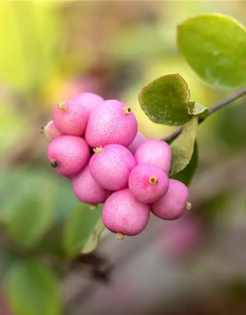 Symphoricarpos x doorenbosii 'Mother of Pearl'