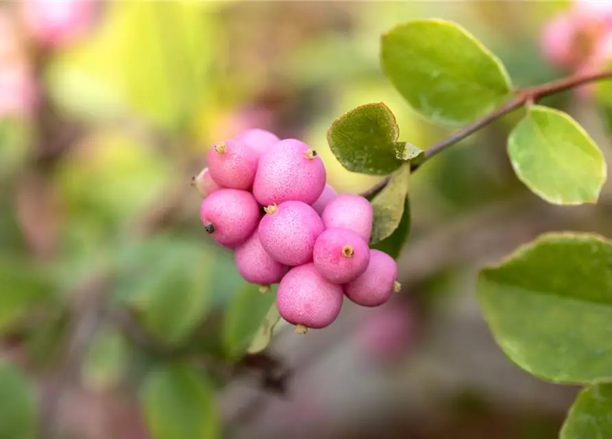 Symphoricarpos x doorenbosii 'Mother of Pearl'