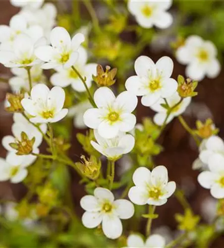 Saxifraga 'Touran'