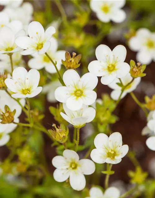 Saxifraga 'Touran'