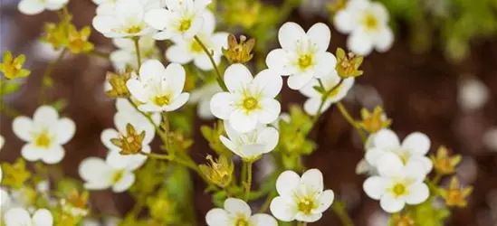 Saxifraga 'Touran'