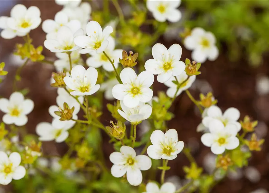 Saxifraga 'Touran'