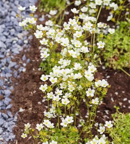 Saxifraga x arendsii