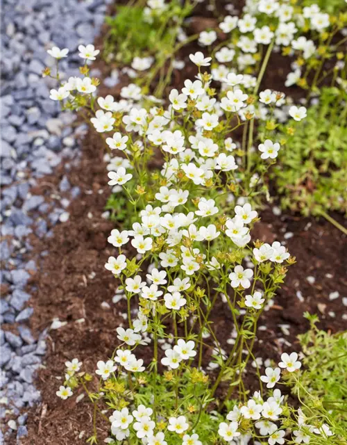 Saxifraga 'Touran'