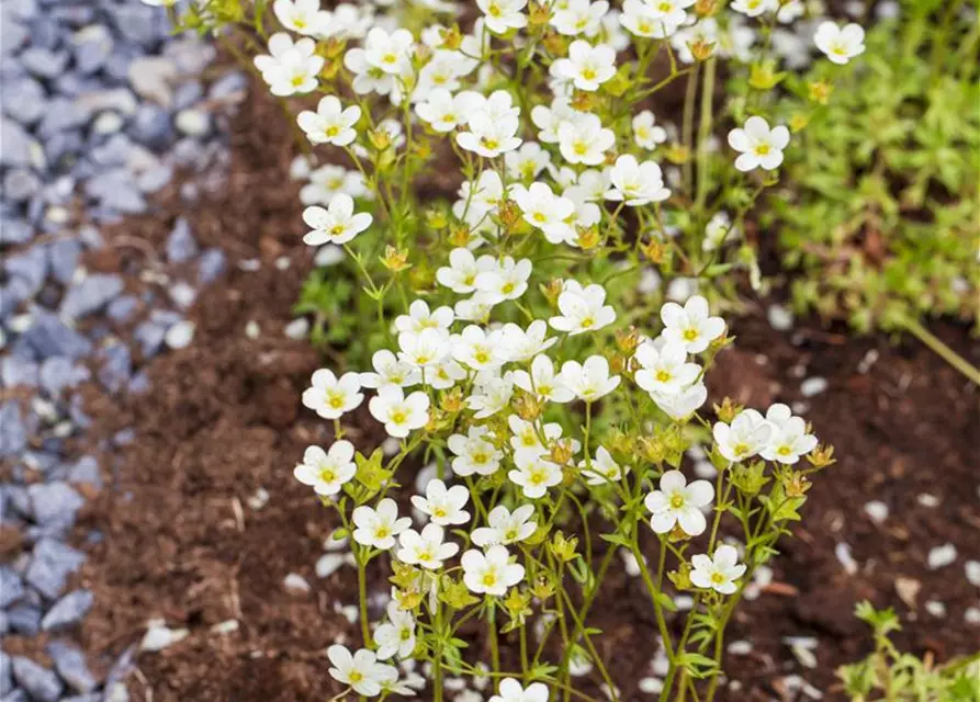 Saxifraga 'Touran'