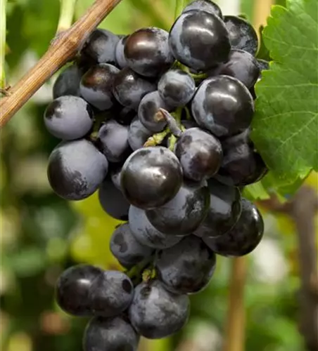 Vitis vinifera