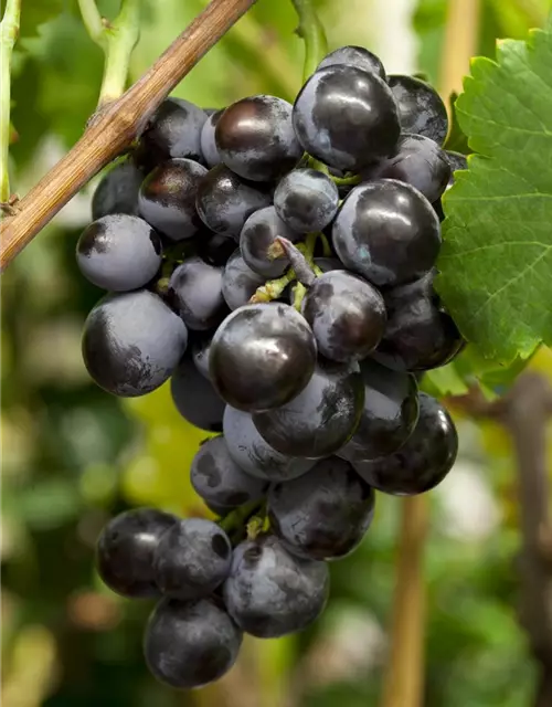 Vitis vinifera