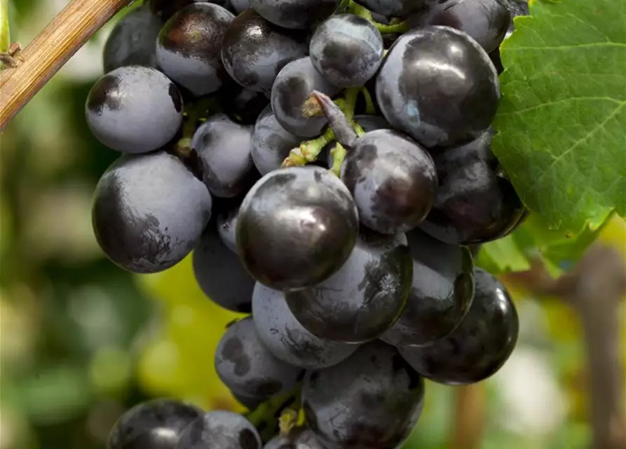 Vitis vinifera