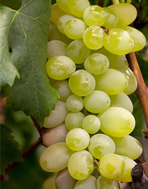 Vitis vinifera