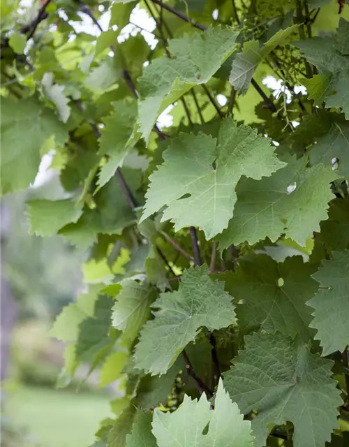 Vitis vinifera