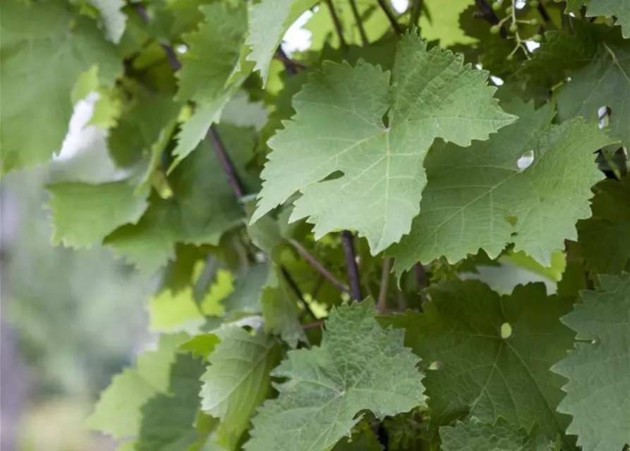 Vitis vinifera