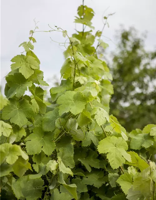 Vitis vinifera