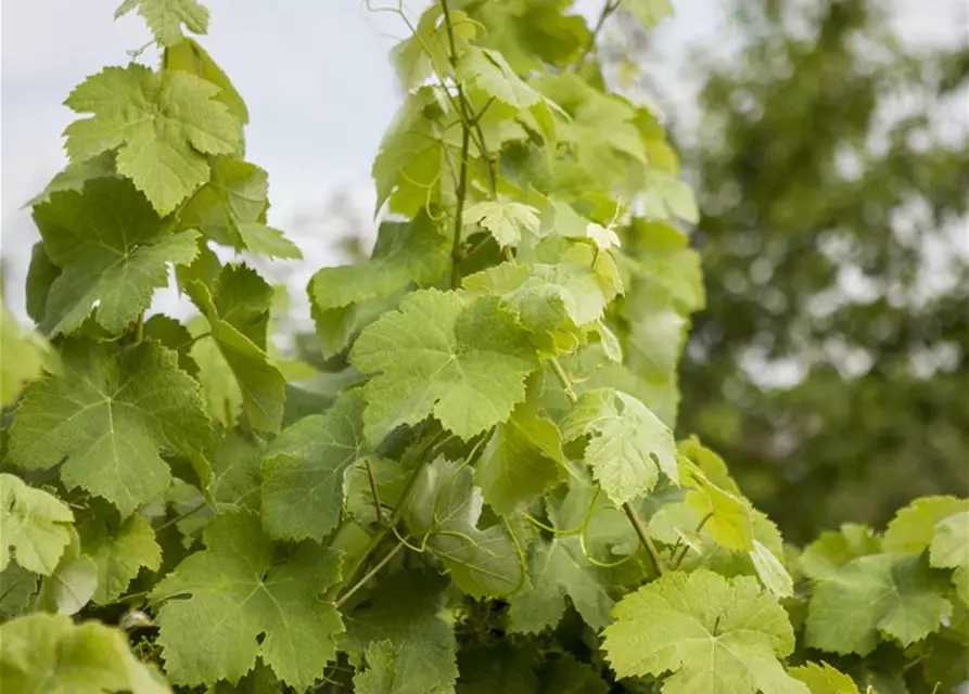 Vitis vinifera