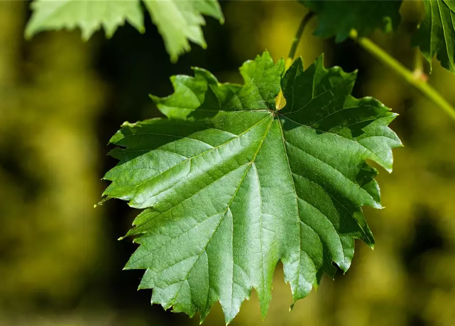 Vitis vinifera