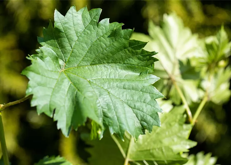 Vitis vinifera