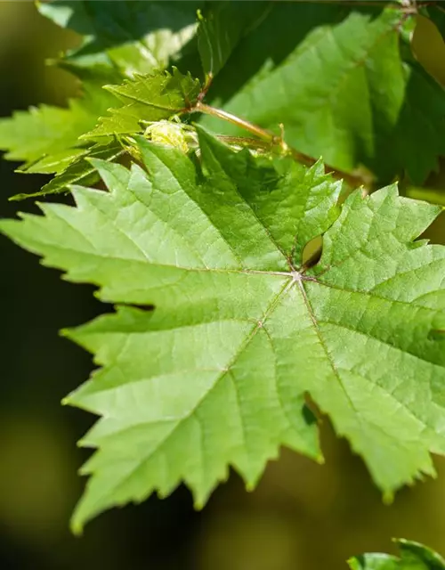 Vitis vinifera