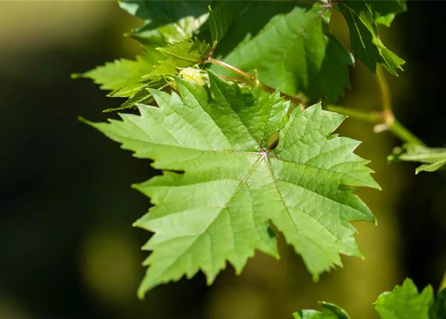 Vitis vinifera