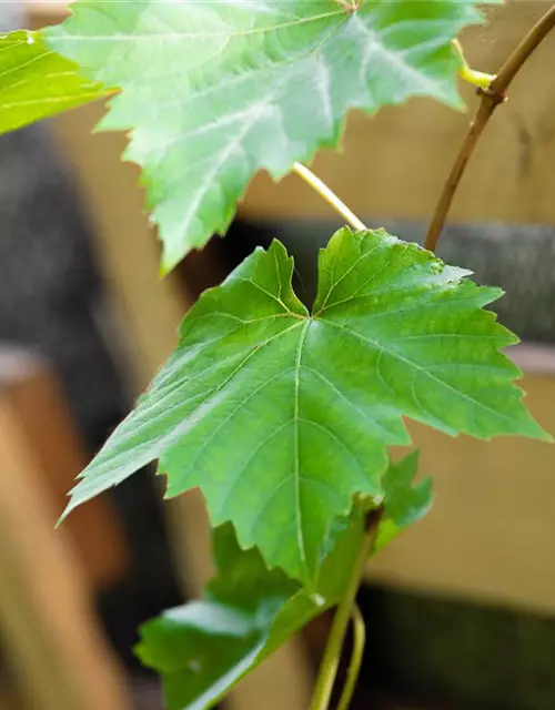 Vitis vinifera