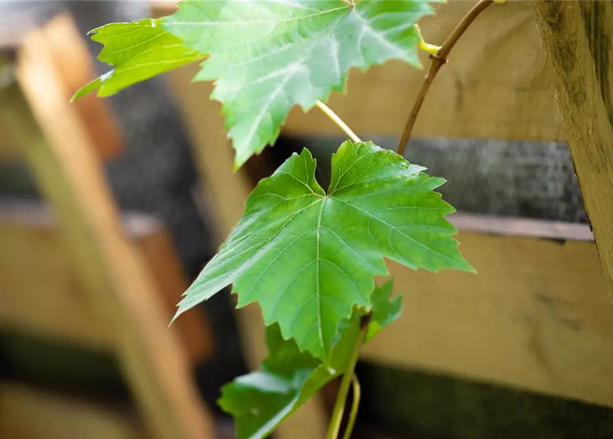 Vitis vinifera