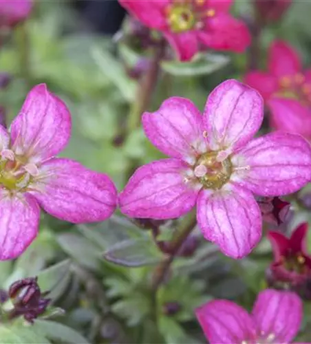 Saxifraga x arendsii, rosa